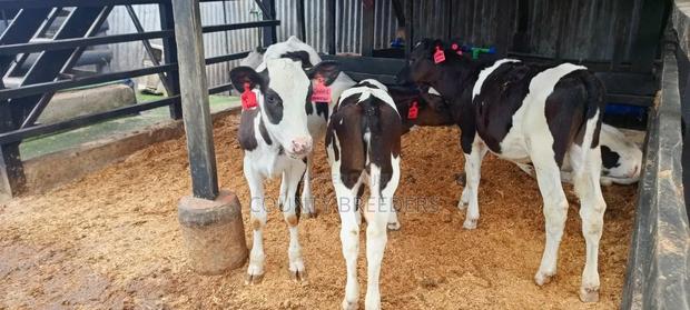County Breeder's - thumbnail 5