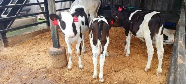 County Breeder's - thumbnail 6