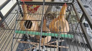 Single Bird Nest Calabash - thumbnail 2