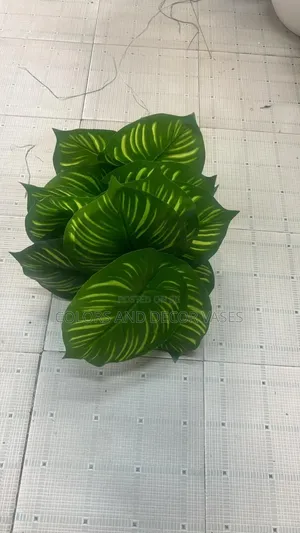 Stripped 70cm Plant 18leaves