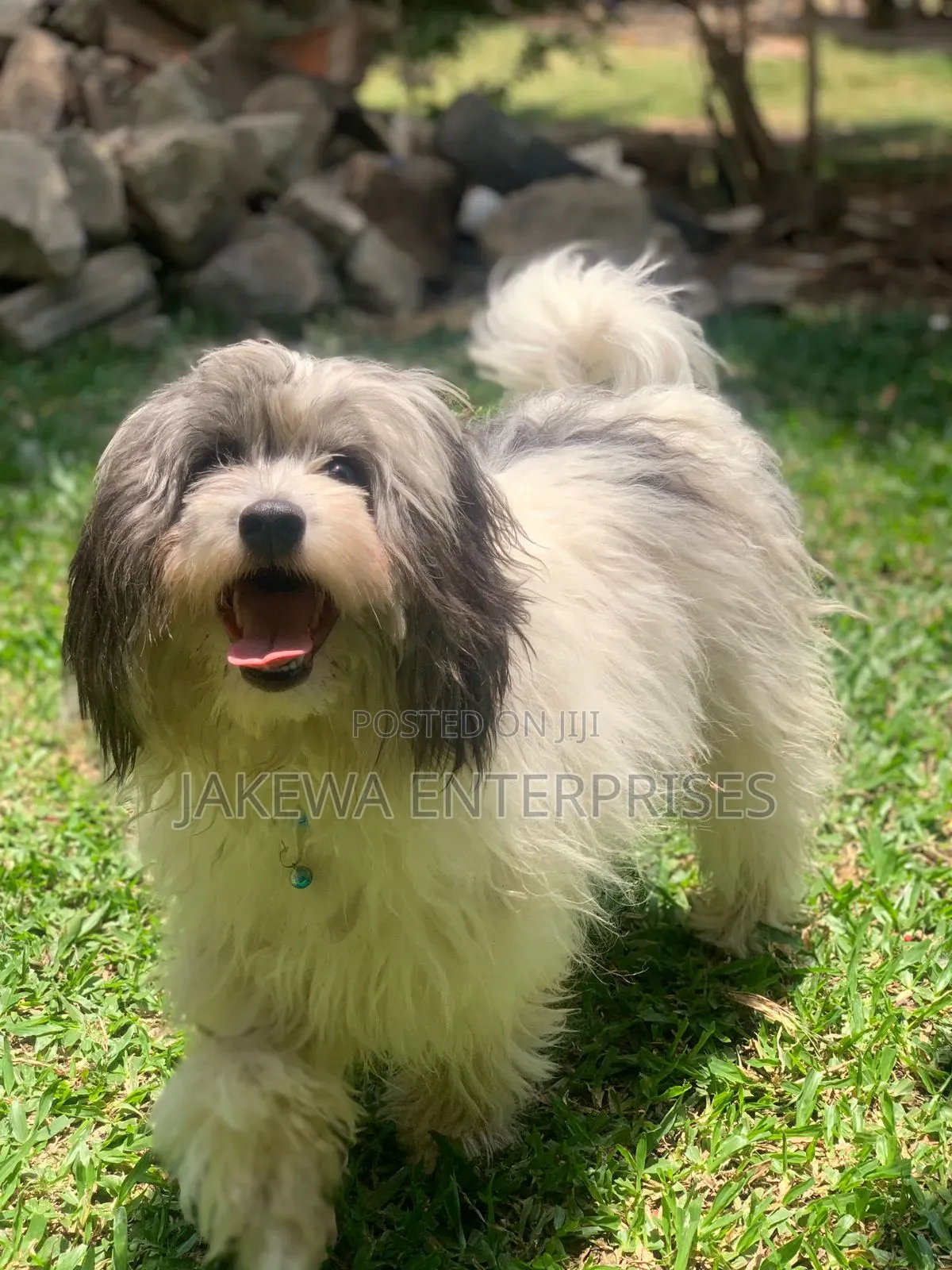 1+ year Male Purebred Havanese
