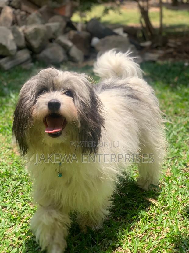 1+ year Male Purebred Havanese