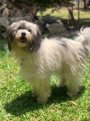 1+ year Male Purebred Havanese