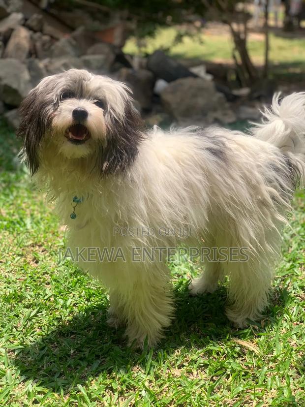 1+ year Male Purebred Havanese - thumbnail 2