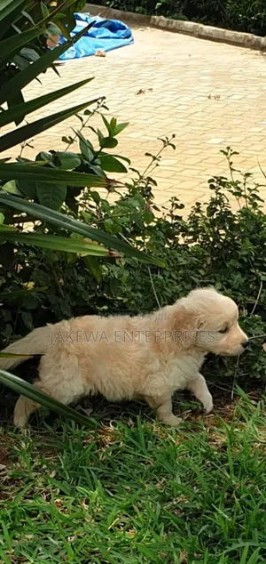 1-3 months Female Purebred Golden Retriever