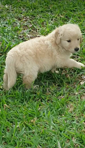1-3 months Female Purebred Golden Retriever