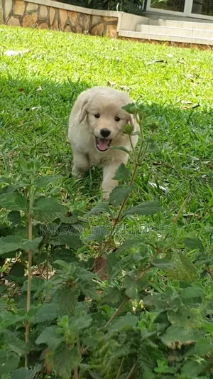1-3 months Female Purebred Golden Retriever