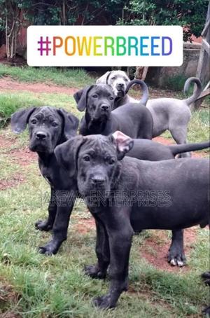 1-3 months Male Purebred Cane Corso - thumbnail 2