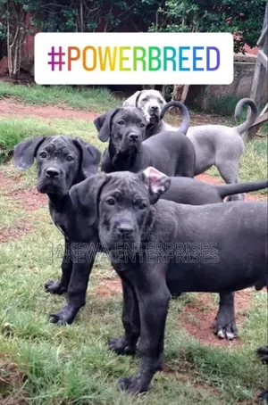 1-3 months Male Purebred Cane Corso