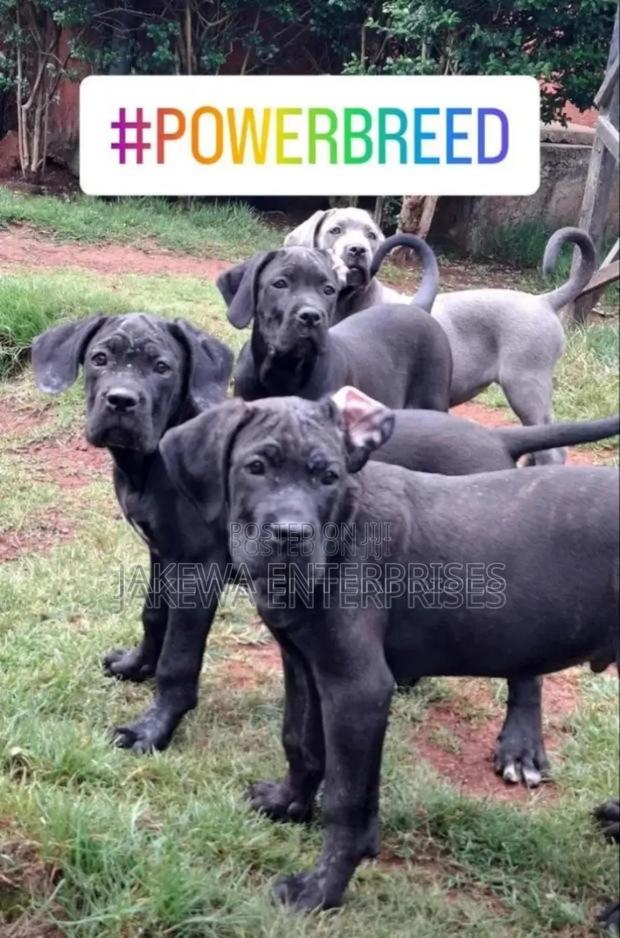 1-3 months Male Purebred Cane Corso - main view