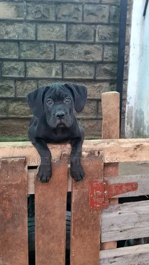 1-3 months Male Purebred Cane Corso