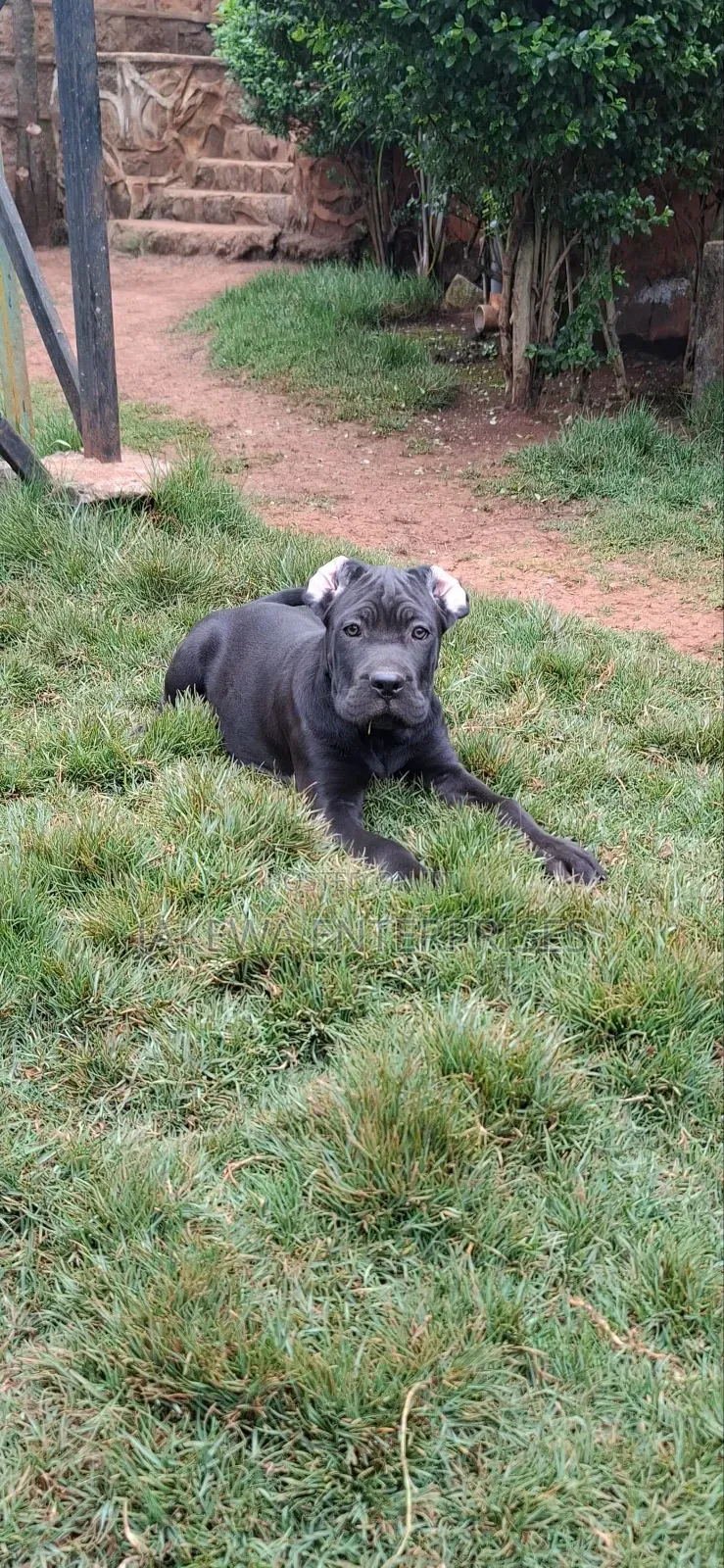 1-3 months Male Purebred Cane Corso