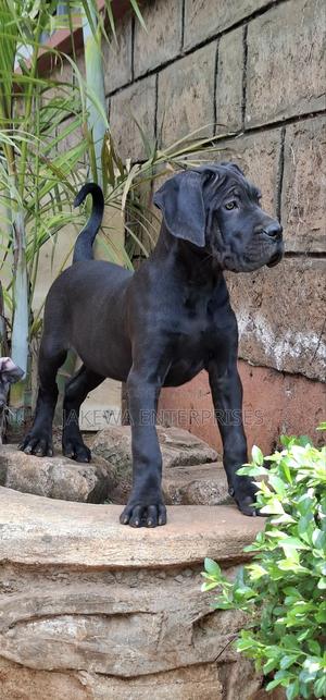 1-3 months Female Purebred Cane Corso - thumbnail 2
