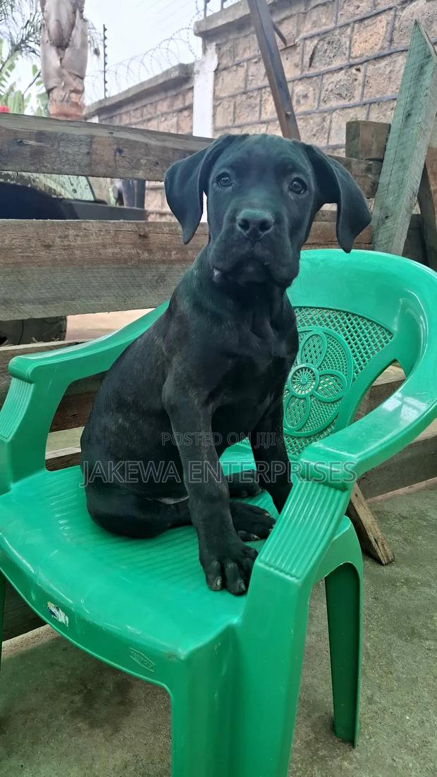 1-3 months Female Purebred Cane Corso - thumbnail 3