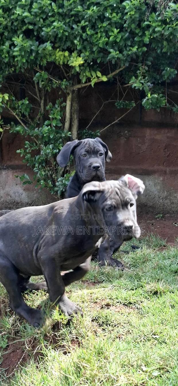 1-3 months Male Purebred Cane Corso