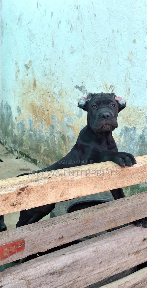 1-3 months Male Purebred Cane Corso - thumbnail 2
