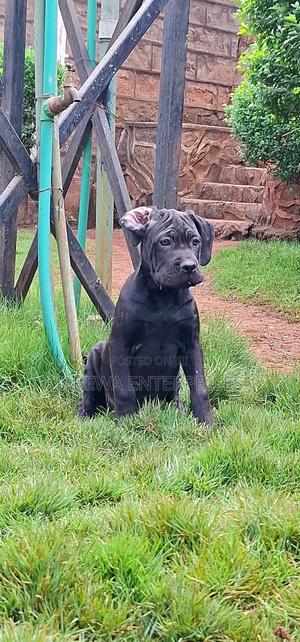 1-3 months Female Purebred Cane Corso - thumbnail 2
