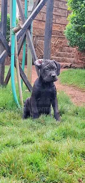 1-3 months Female Purebred Cane Corso