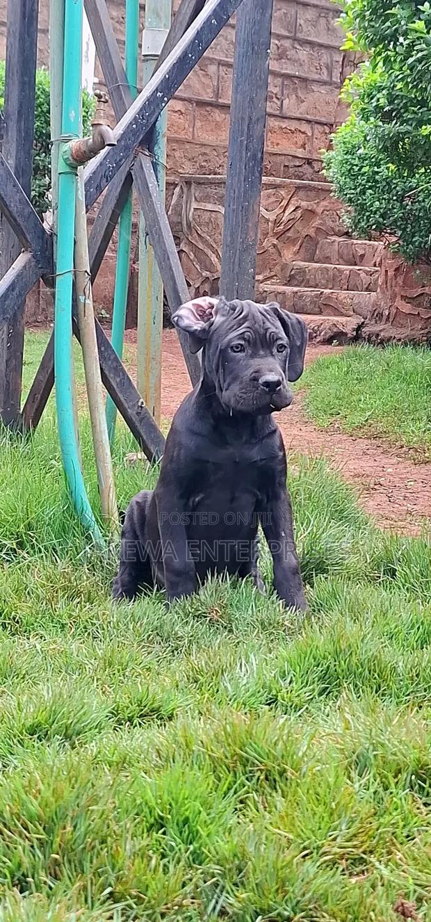 1-3 months Female Purebred Cane Corso - main view