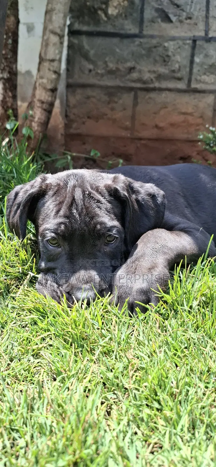 1-3 months Male Purebred Cane Corso