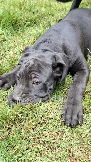 1-3 months Male Purebred Cane Corso
