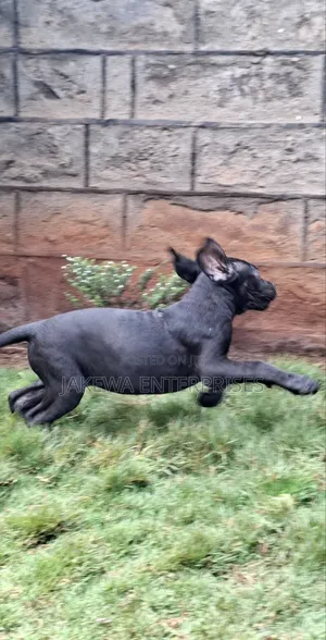 1-3 months Male Purebred Cane Corso