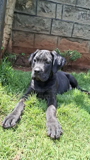 1-3 months Female Purebred Cane Corso