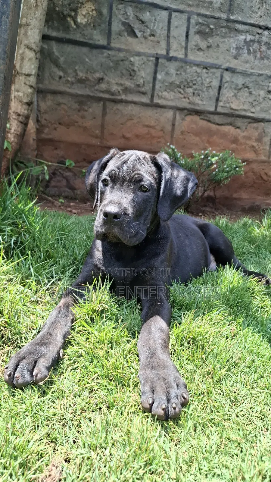 1-3 months Female Purebred Cane Corso