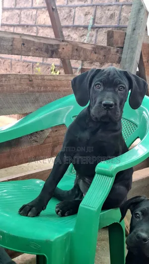 1-3 months Female Purebred Cane Corso