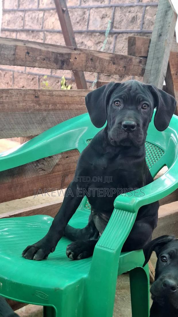 1-3 months Female Purebred Cane Corso - thumbnail 2