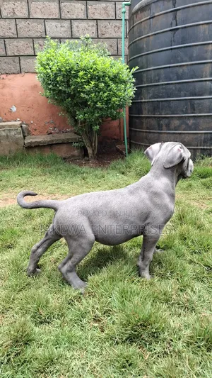 1-3 months Male Purebred Cane Corso