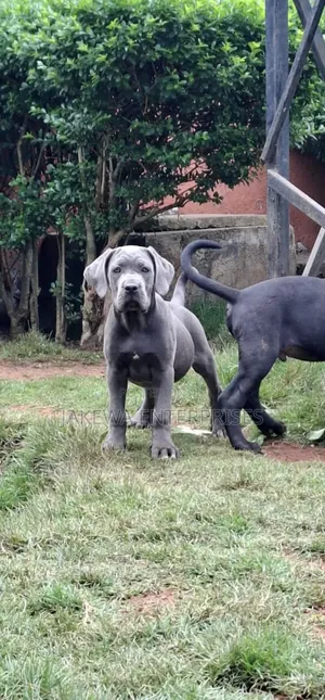 1-3 months Male Purebred Cane Corso