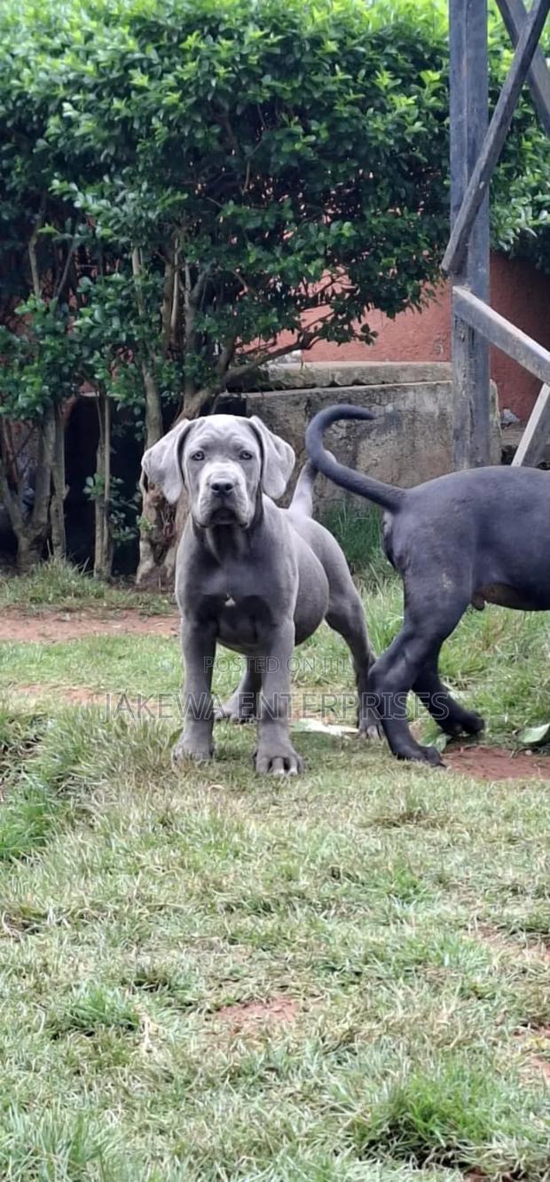1-3 months Male Purebred Cane Corso - thumbnail 2