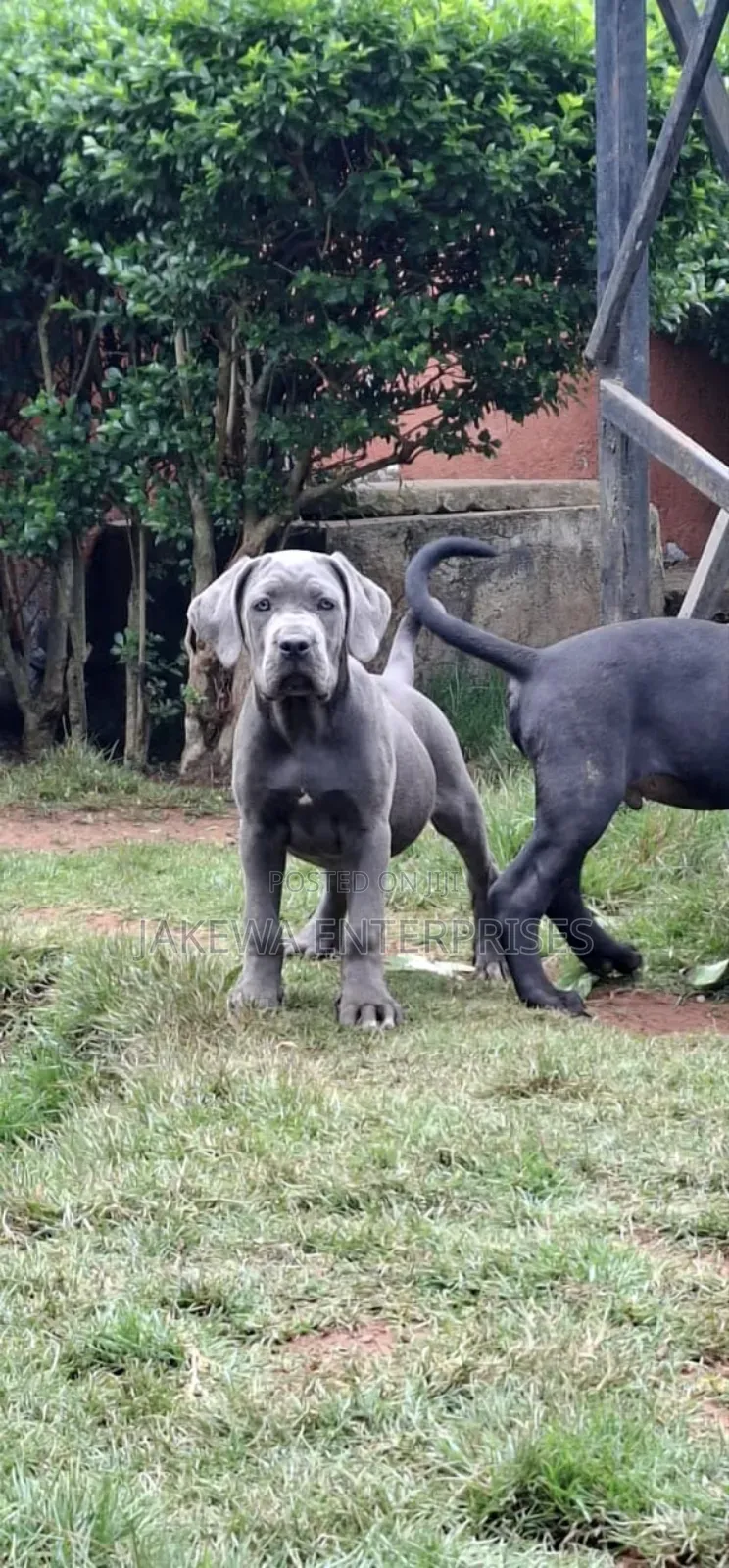 1-3 months Male Purebred Cane Corso