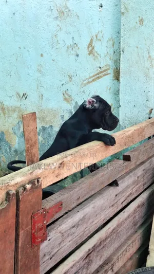 1-3 months Female Purebred Cane Corso