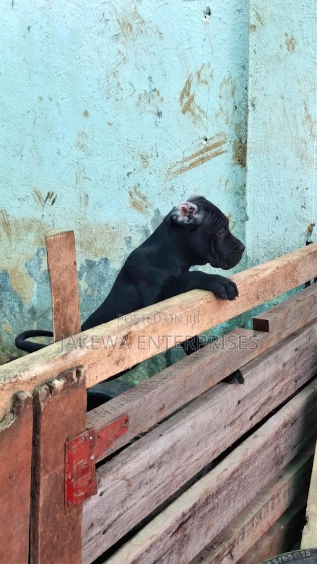 1-3 months Female Purebred Cane Corso - thumbnail 2