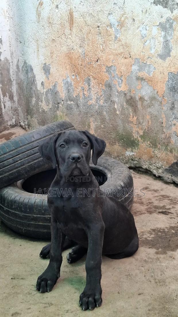 1-3 months Male Purebred Cane Corso