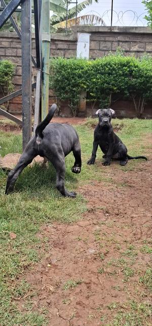 1-3 months Female Purebred Cane Corso - thumbnail 2