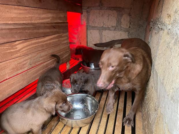 1-3 months Male Purebred Labrador Retriever - main view