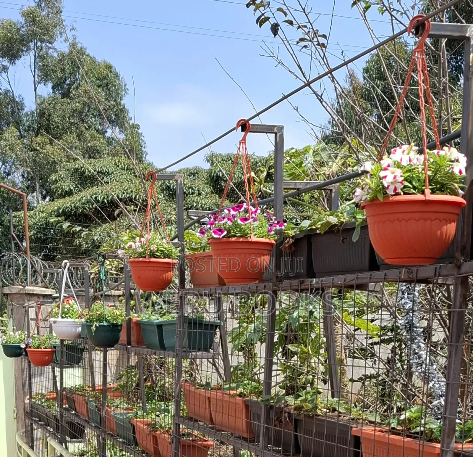 Hanging Pots Multicoloured
