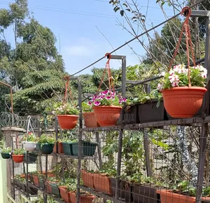 Hanging Pots Multicoloured