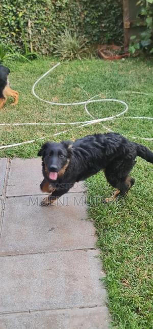 3-6 months Male Purebred German Shepherd - thumbnail 2