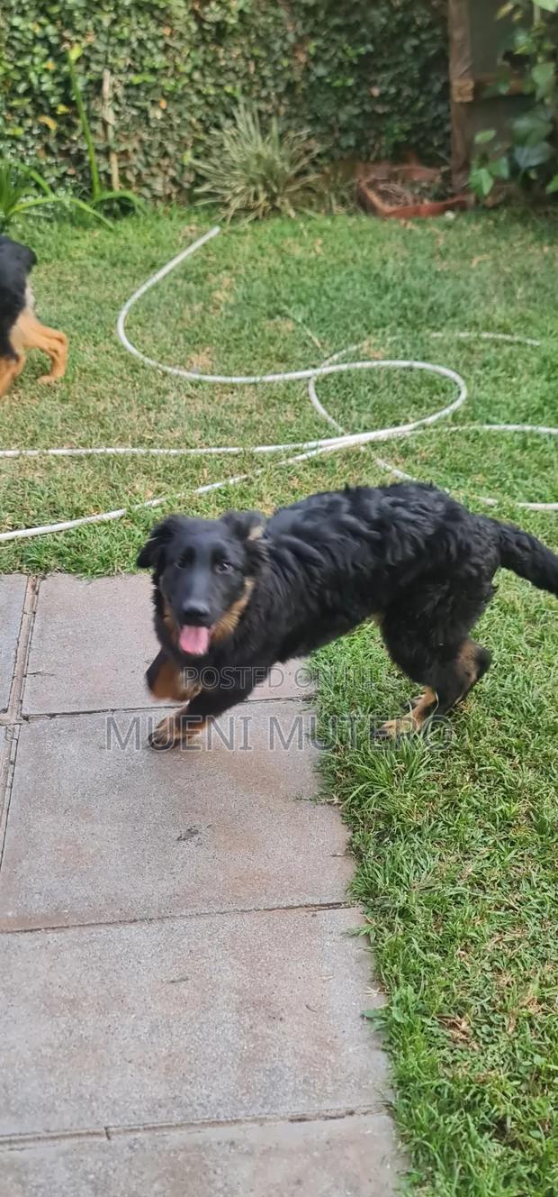 3-6 months Male Purebred German Shepherd