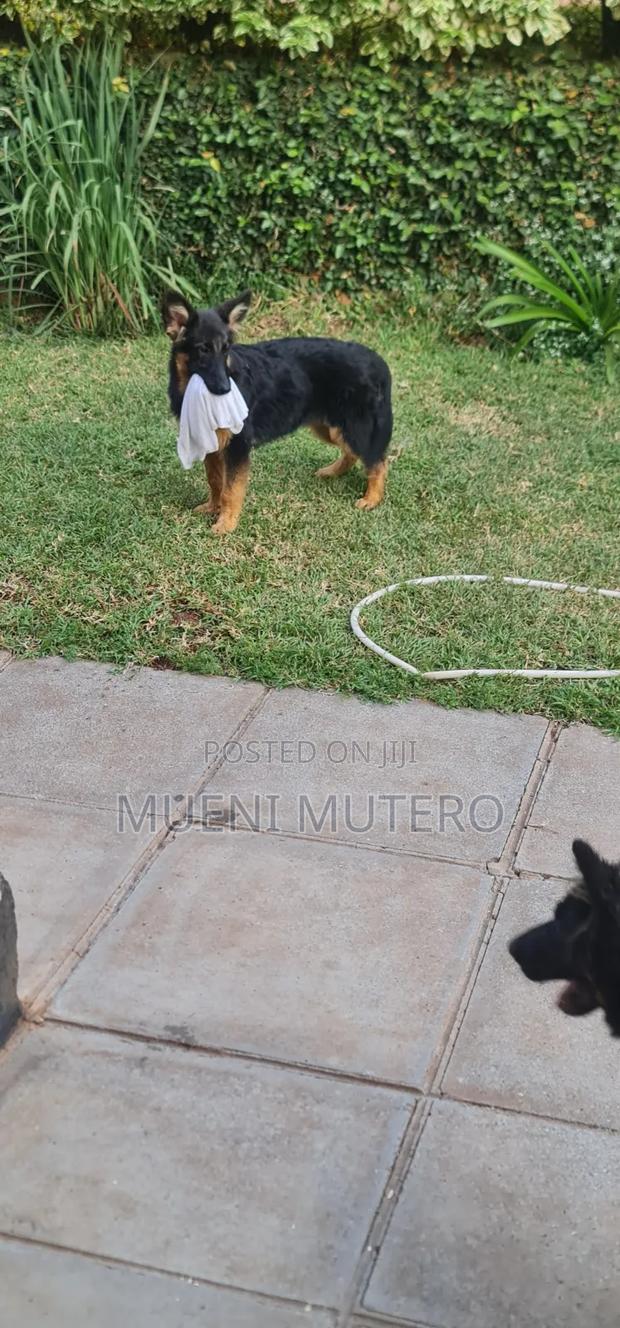 3-6 months Male Purebred German Shepherd - thumbnail 3