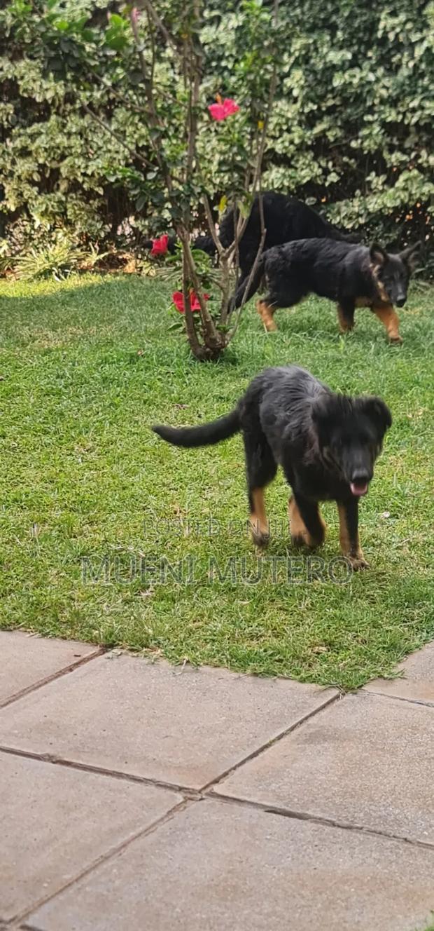 3-6 months Male Purebred German Shepherd - thumbnail 4