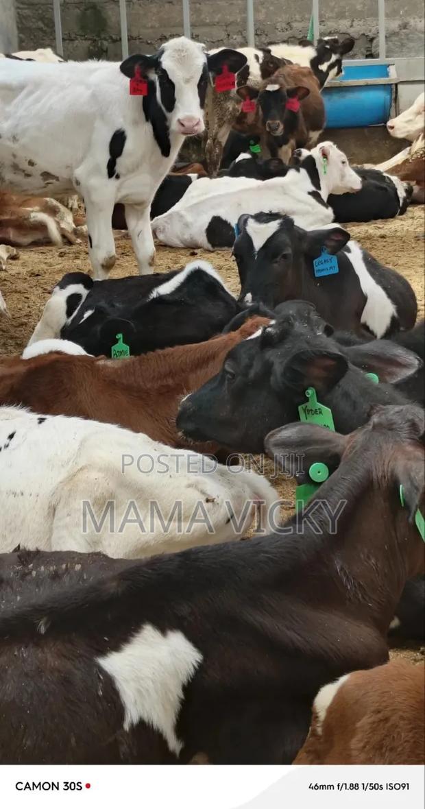 Weaned Bull's Heifer's on Sale.
