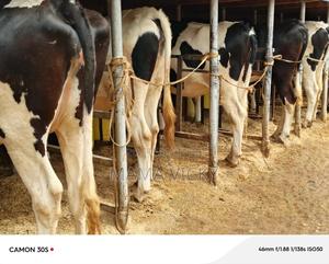 Incalf Heifer's 4/8.5 Month's. - thumbnail 2