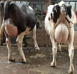 Dairy Cow's on Sale.