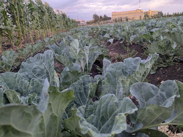 Spinach and Kales(Sukuma Wiki) - thumbnail 3