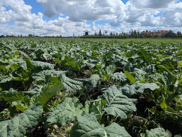 Spinach and Kales(Sukuma Wiki) - thumbnail 5